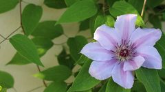 Clematis