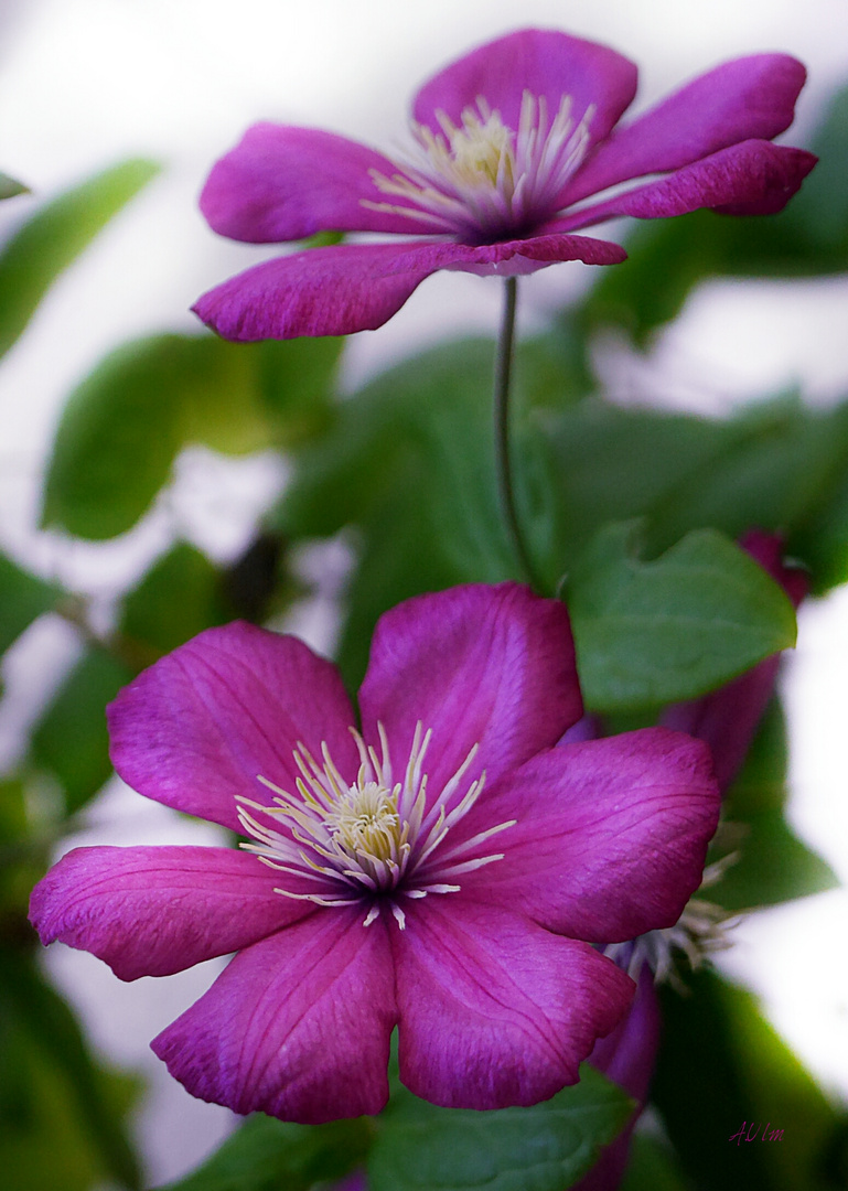 "Clematis "