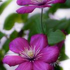 "Clematis "