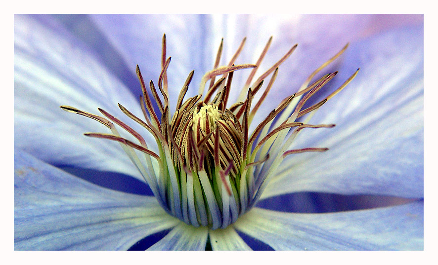 Clematis