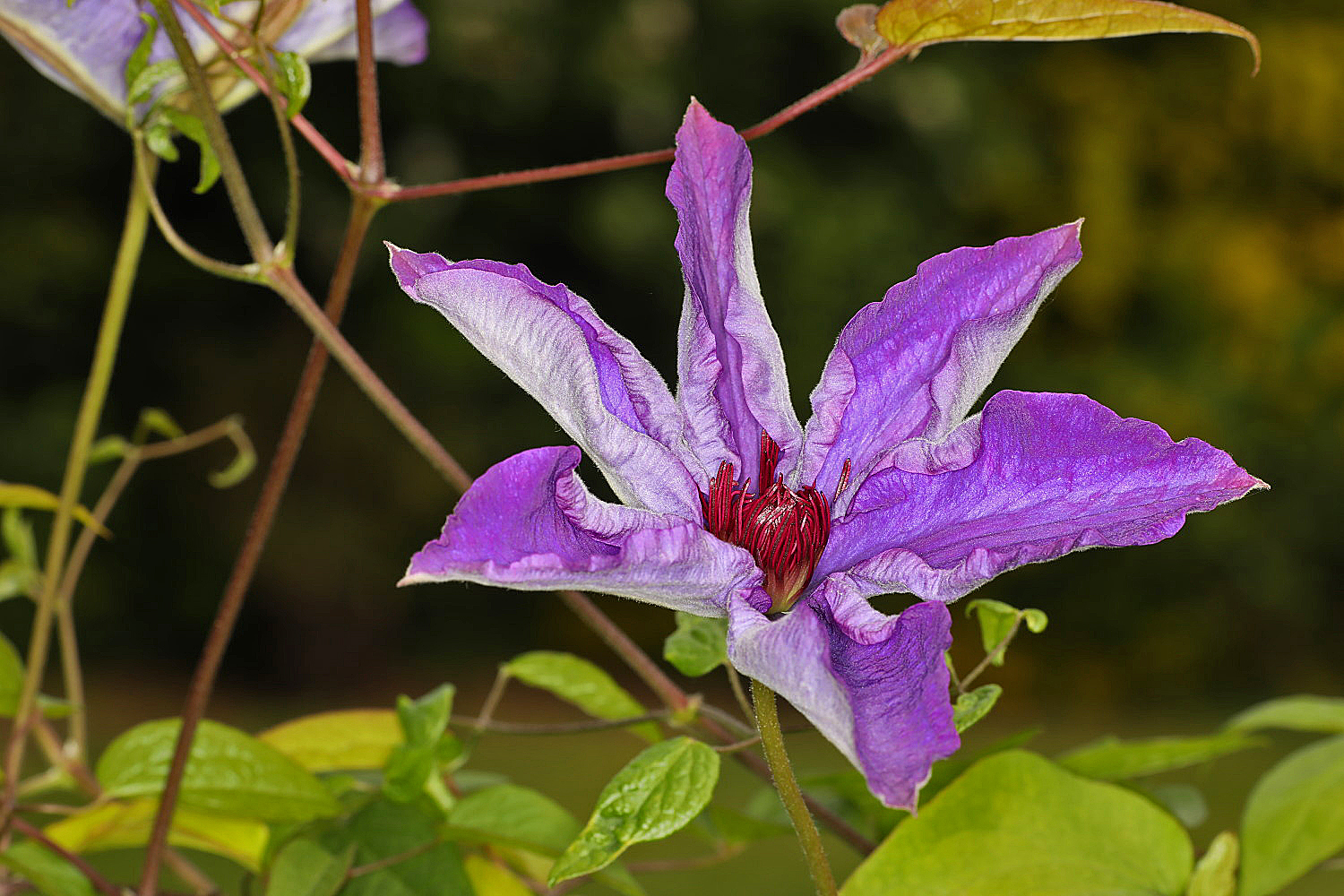 Clematis