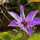 Clematis