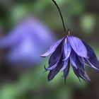 Clematis