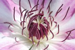 Clematis