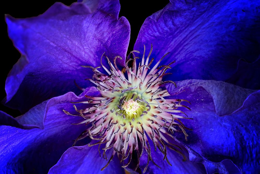 Clematis