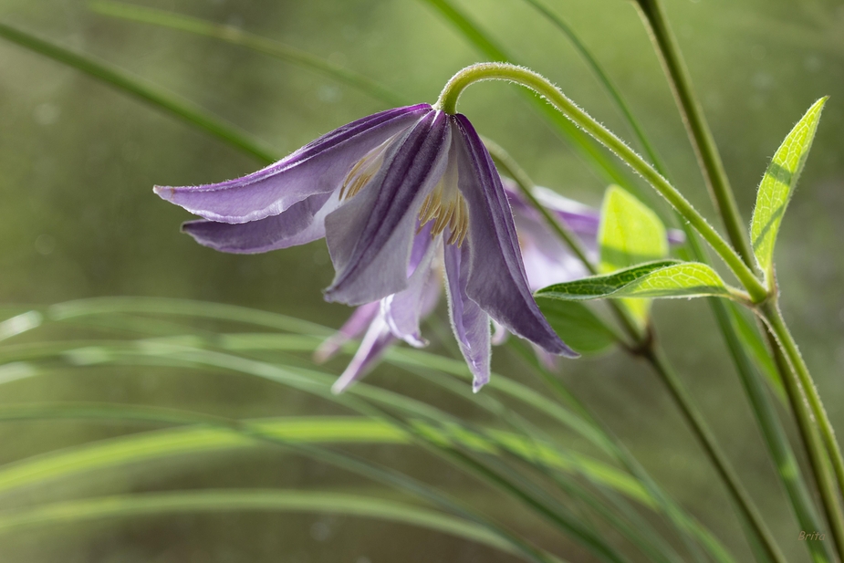 Clematis