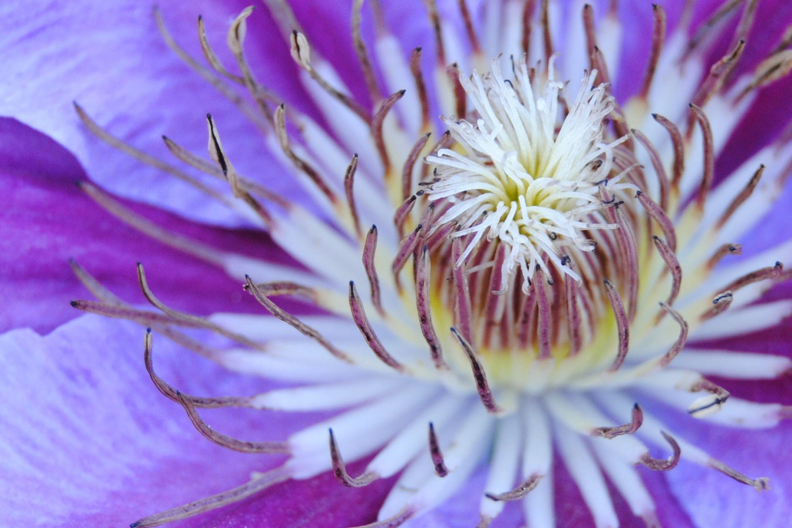 Clematis.