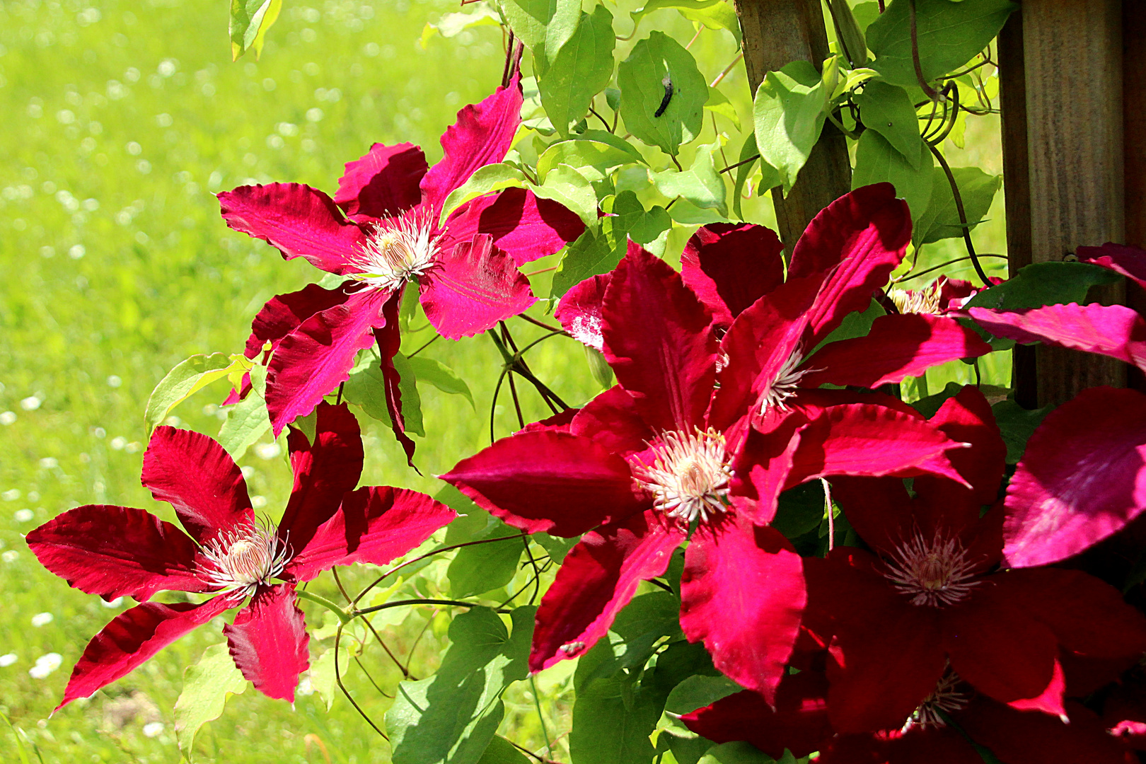 Clematis