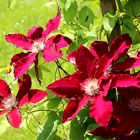 Clematis