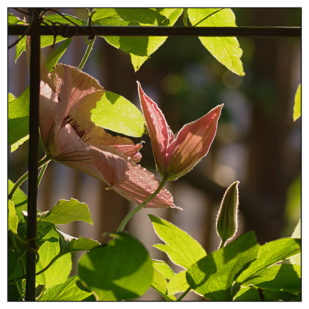 Clematis