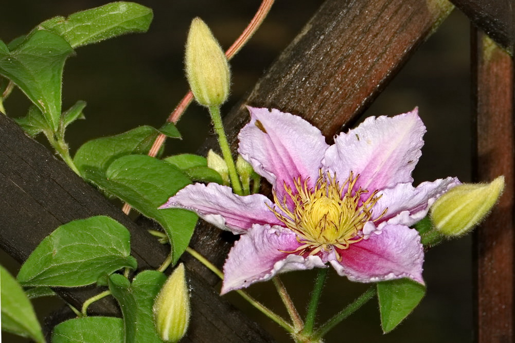 Clematis