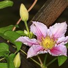 Clematis