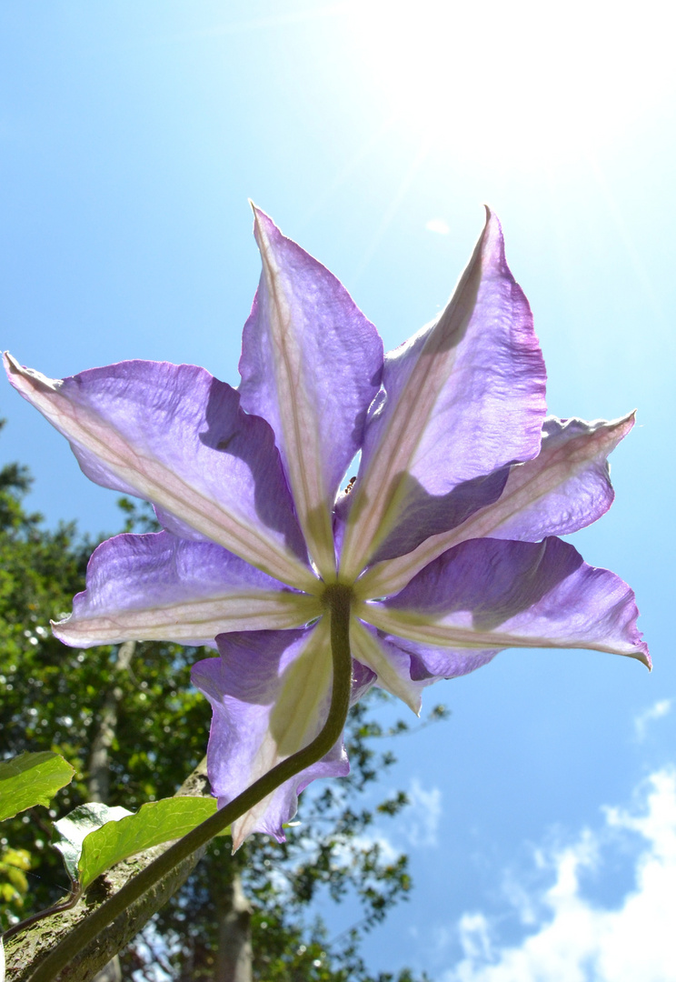 Clematis