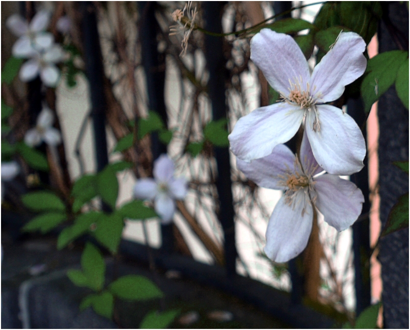 Clematis