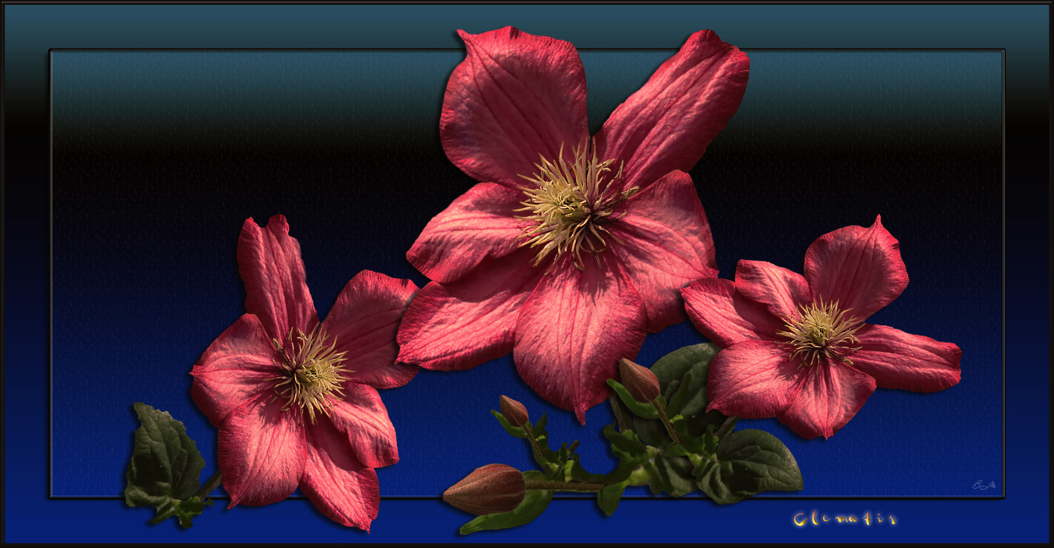  Clematis 