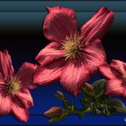  Clematis 