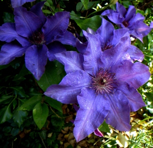 Clematis