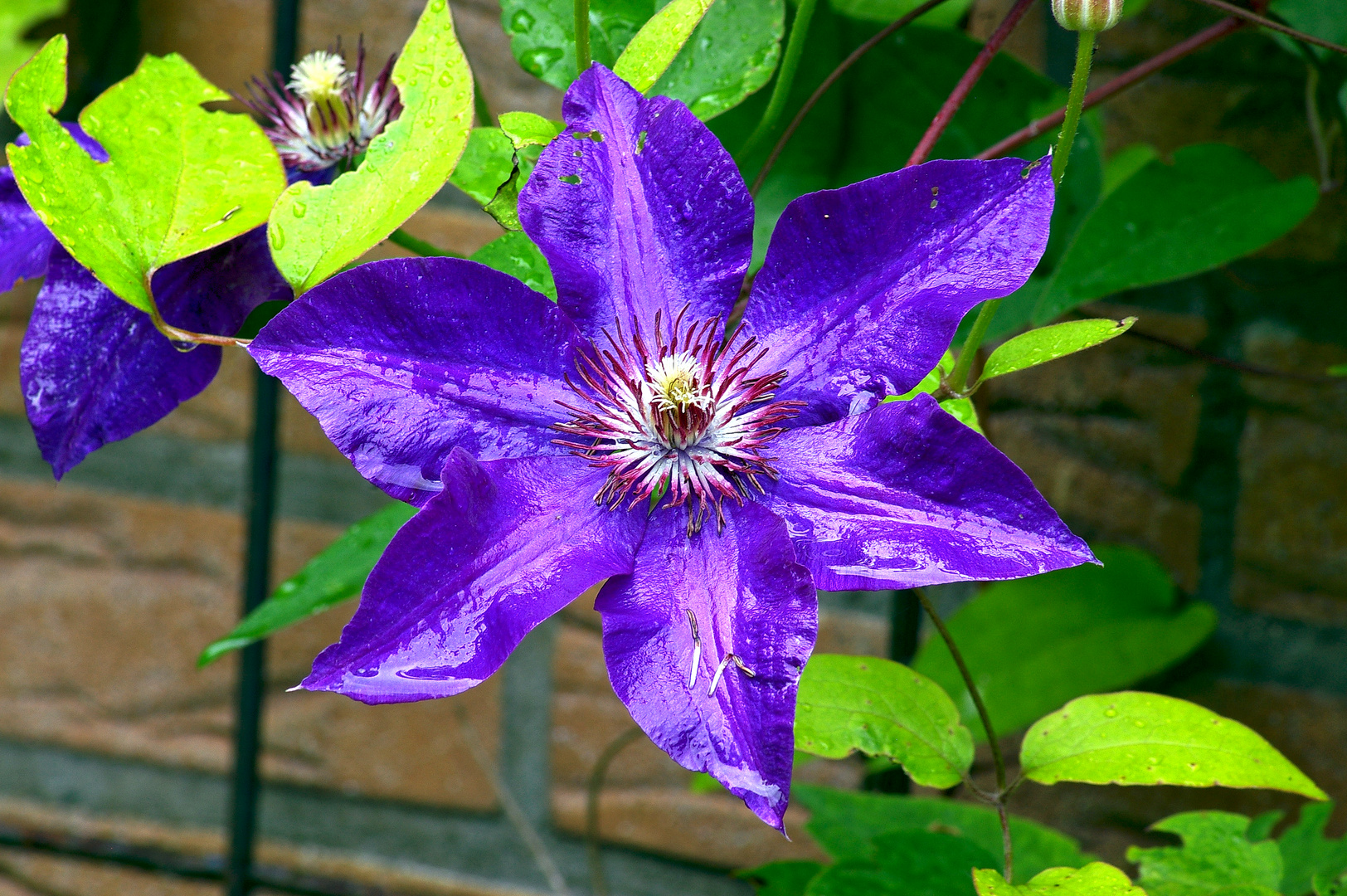 Clematis