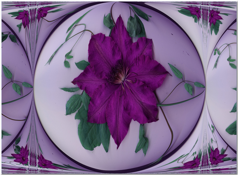 Clematis