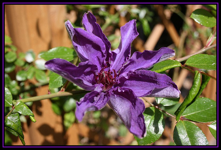 Clematis