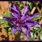 Clematis