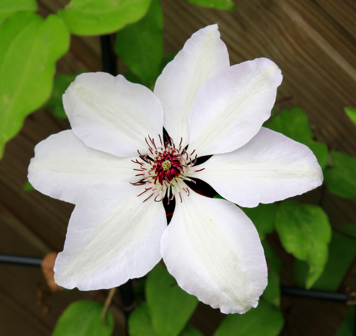 Clematis