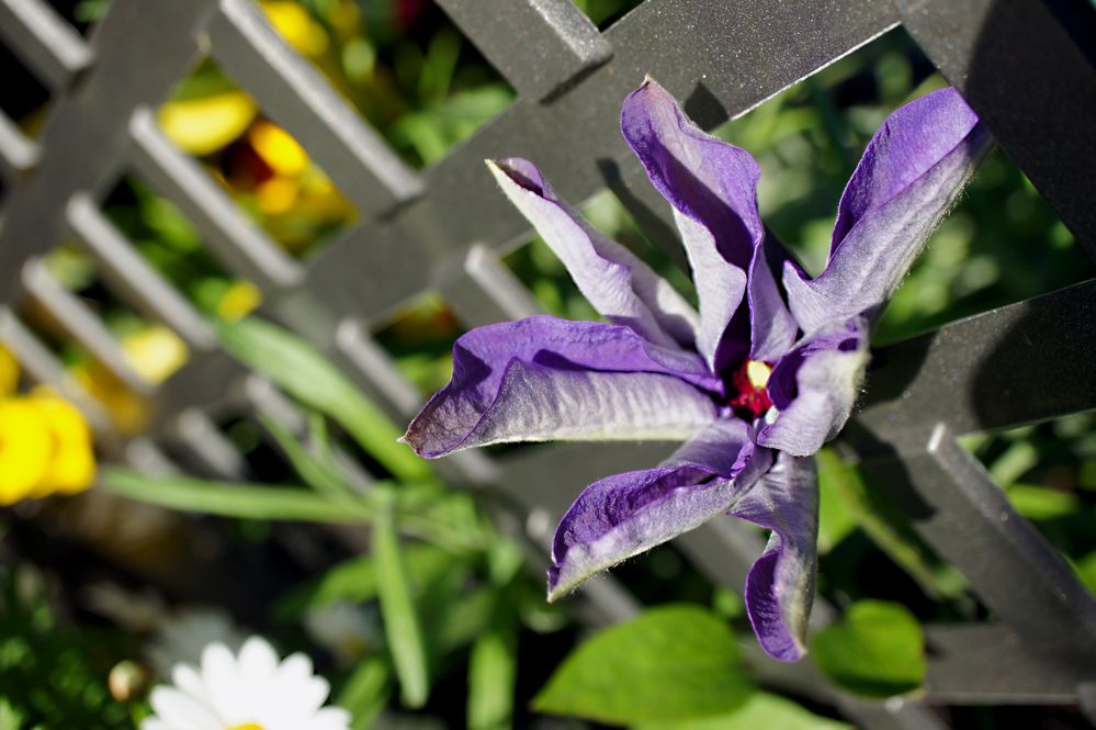 Clematis