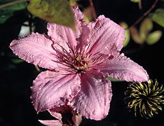 Clematis 