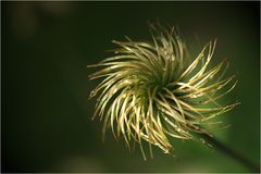 Clematis