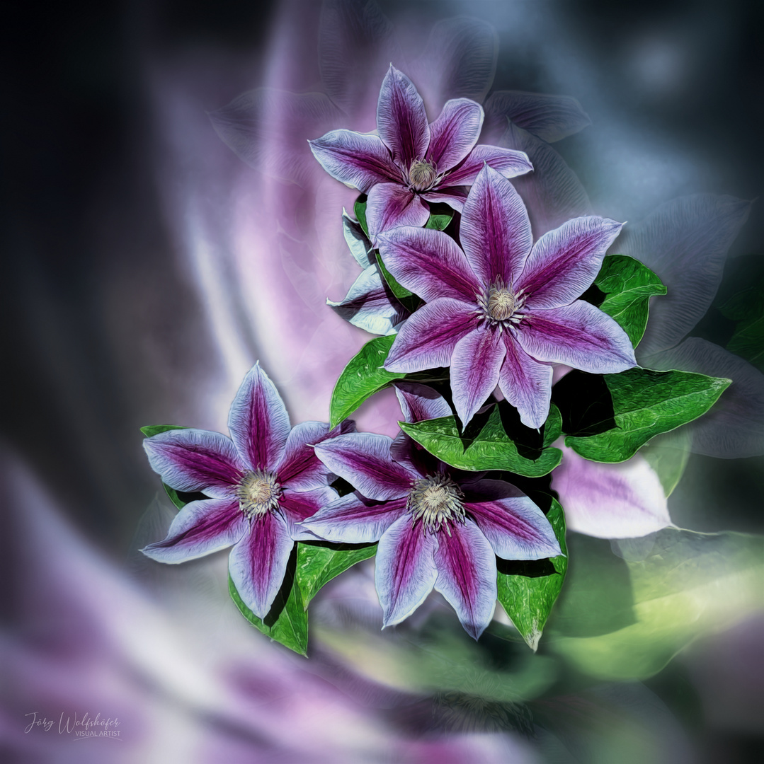 Clematis