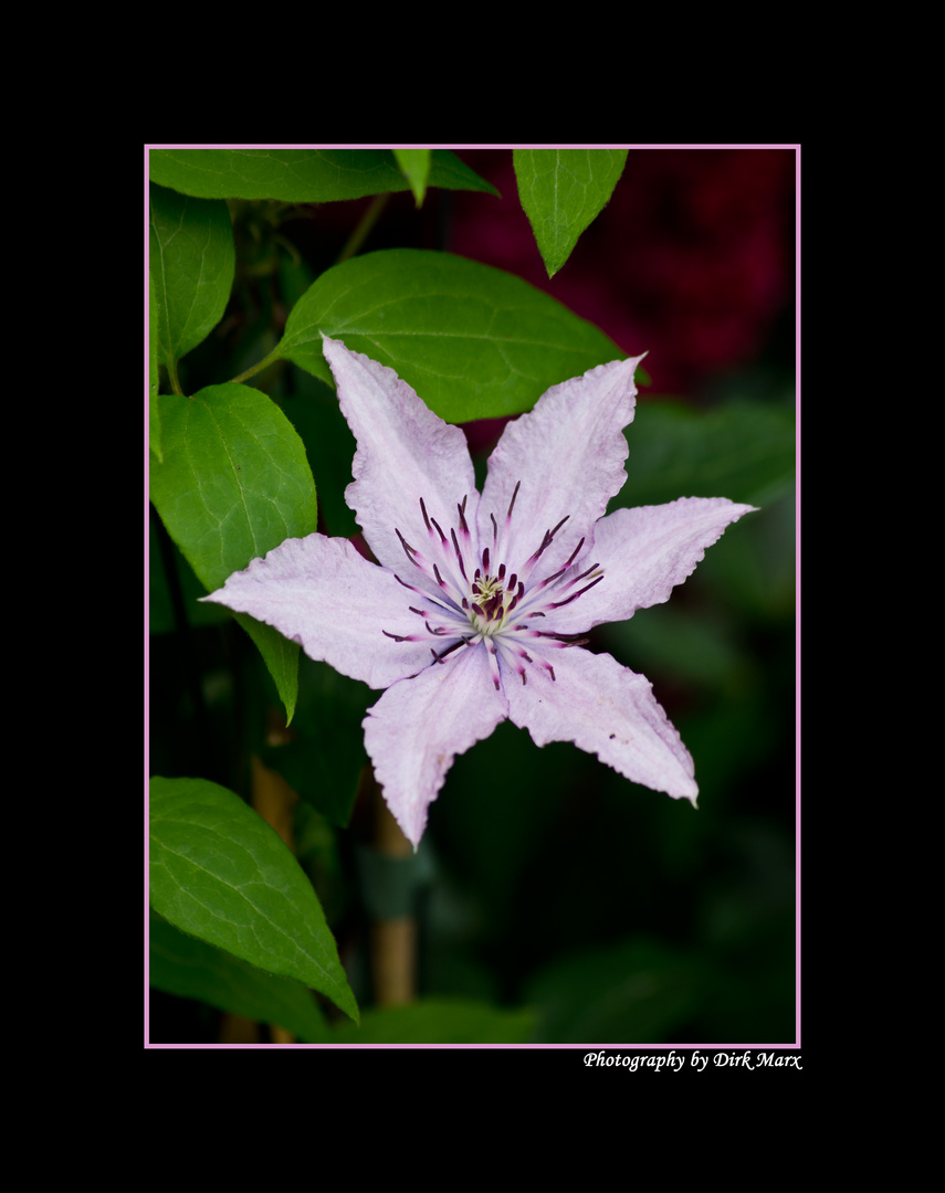 Clematis