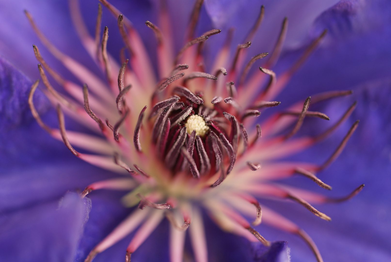 Clematis