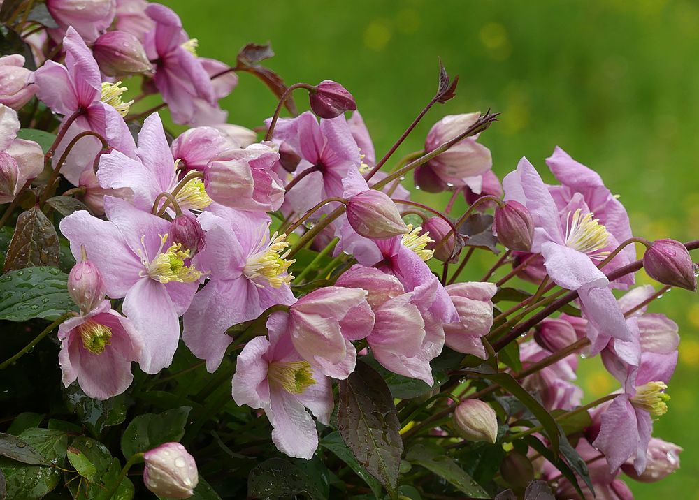 Clematis