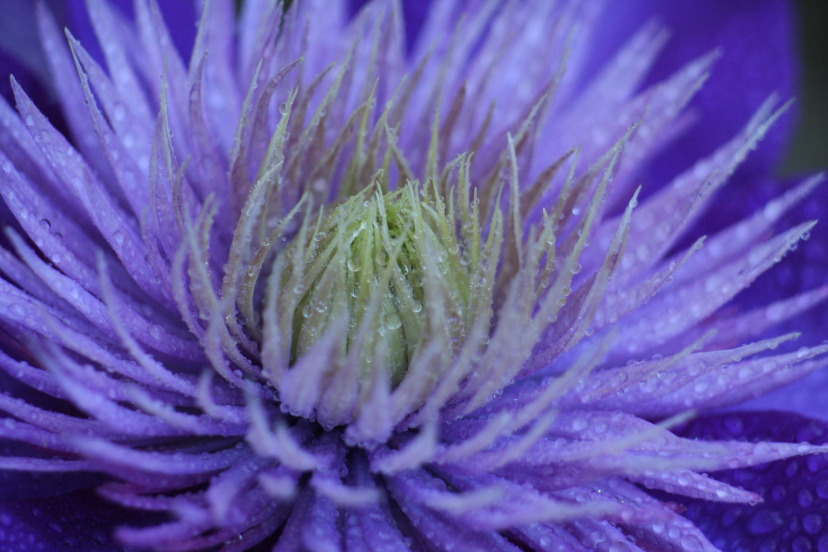 Clematis