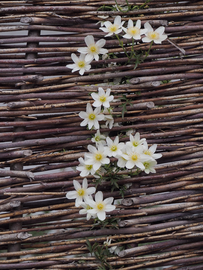 ~  Clematis  ~