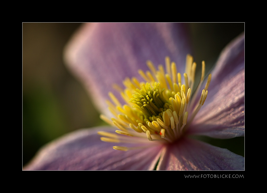 CleMaTis