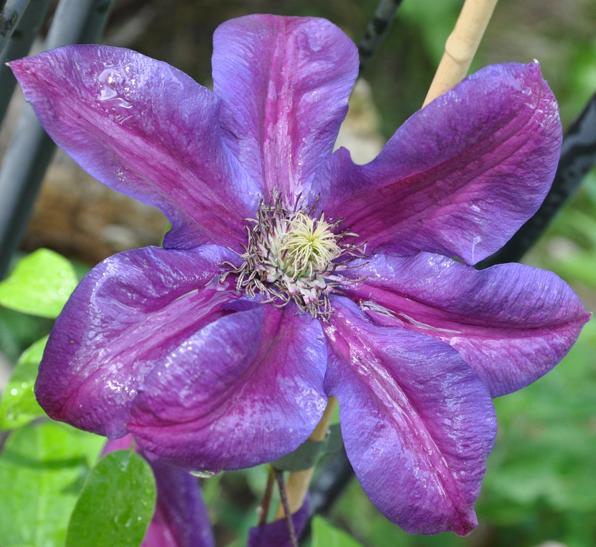 Clematis