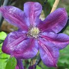 Clematis