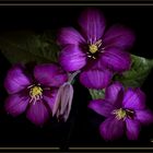  Clematis