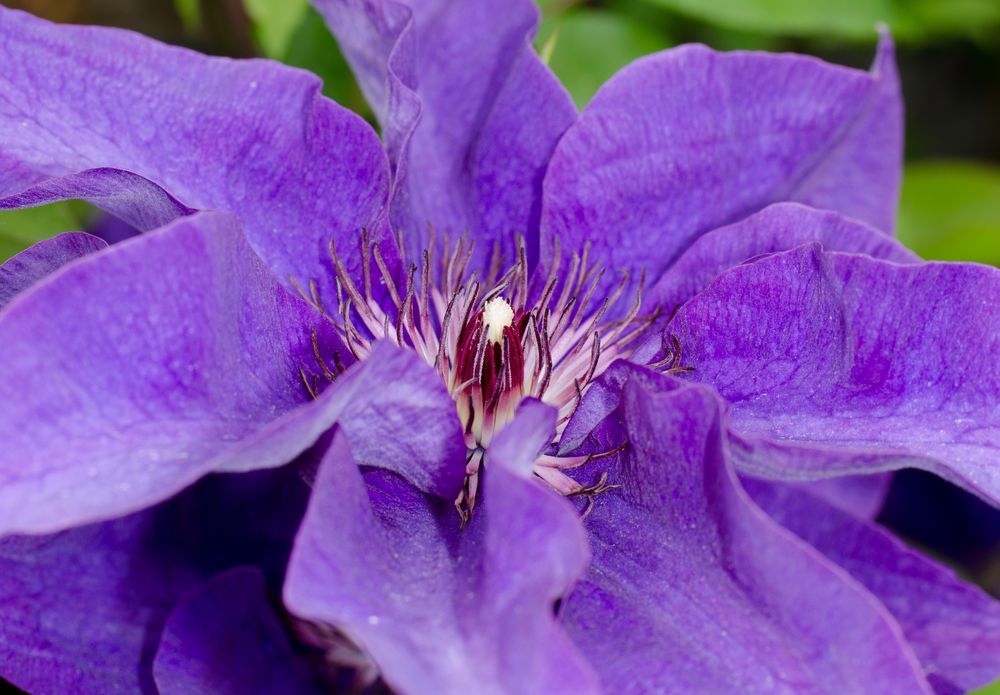 Clematis