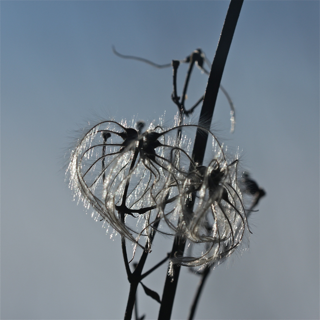 CLEMATIS