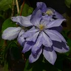 #.....Clematis......#