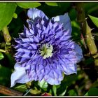 Clematis