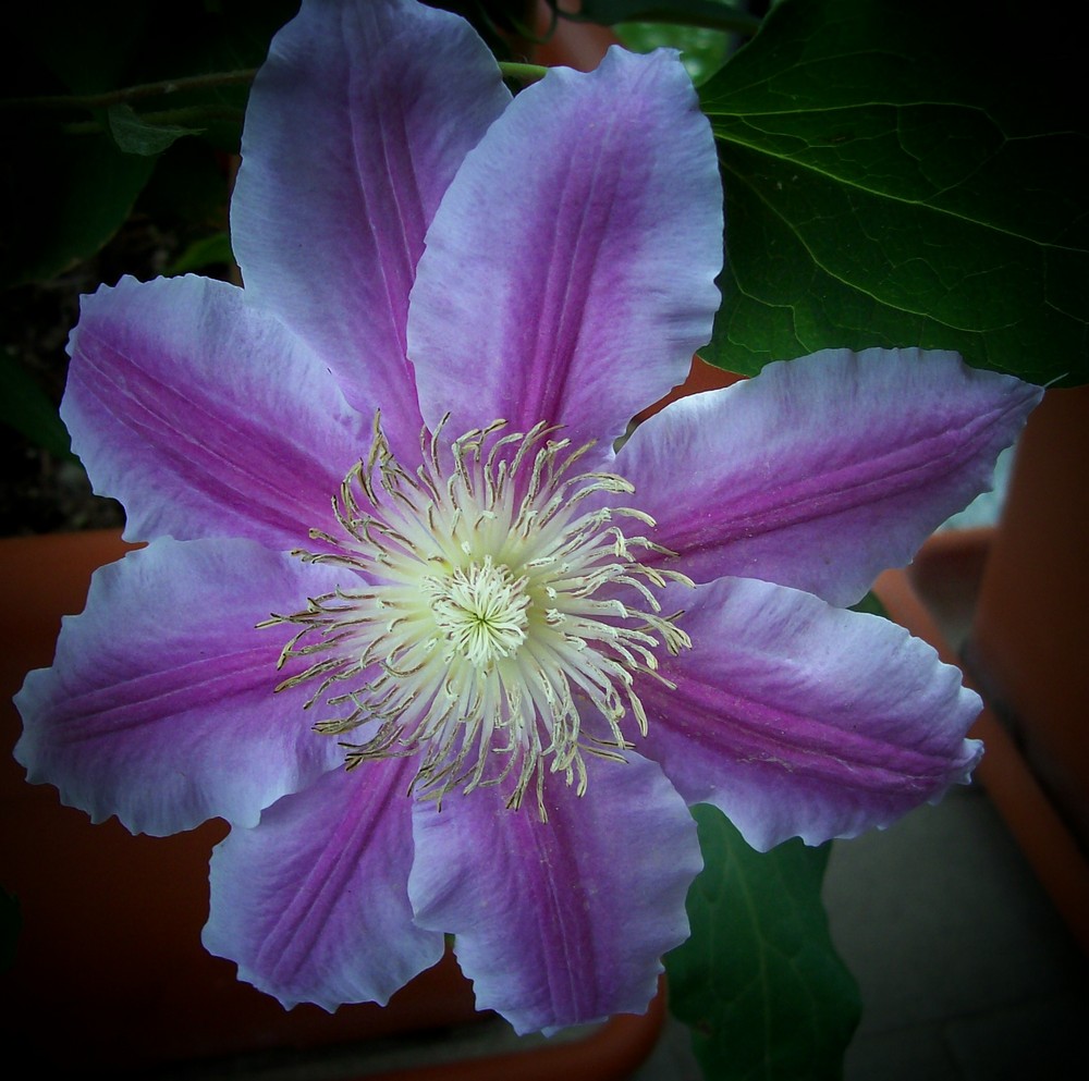 clematis