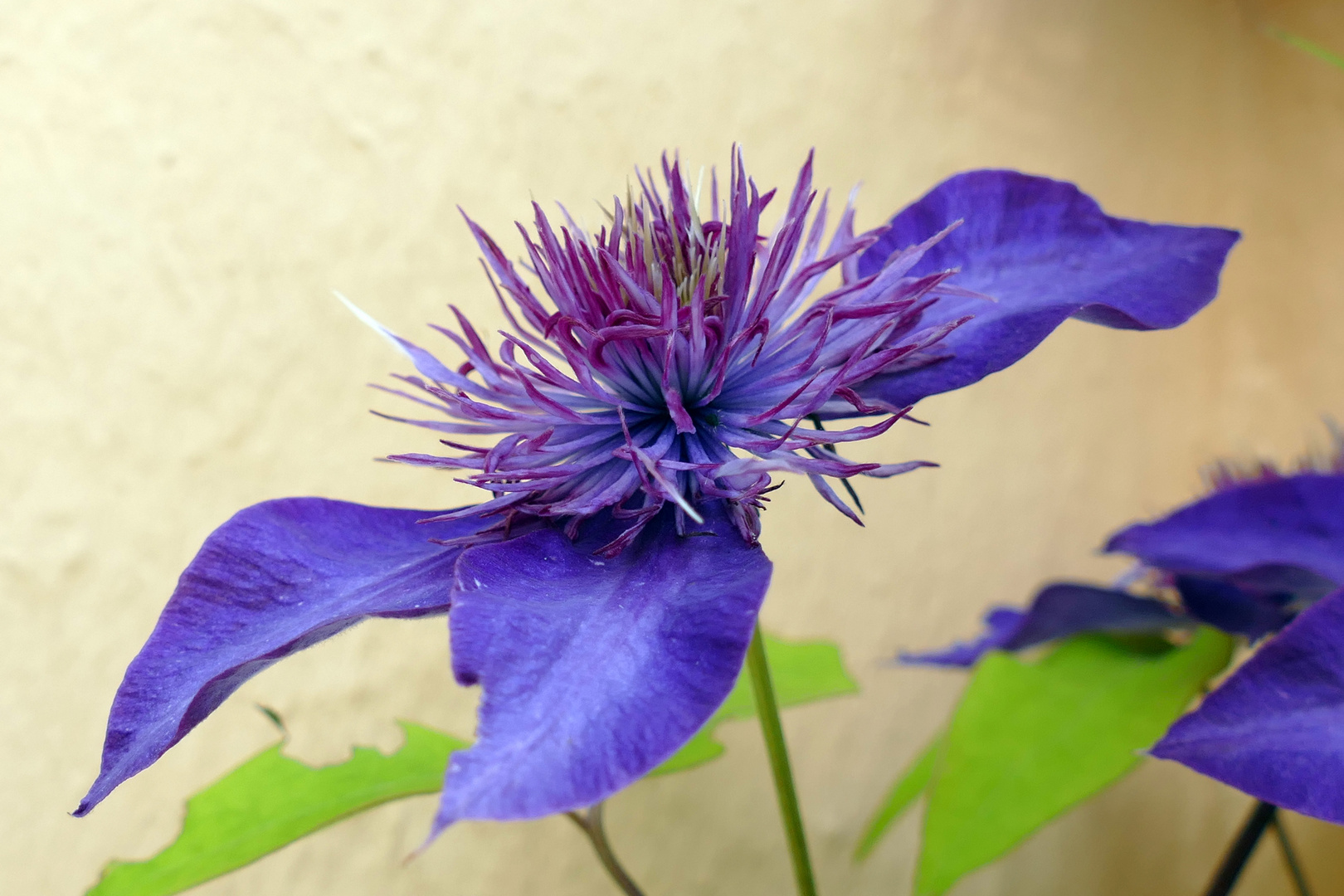 Clematis