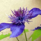 Clematis