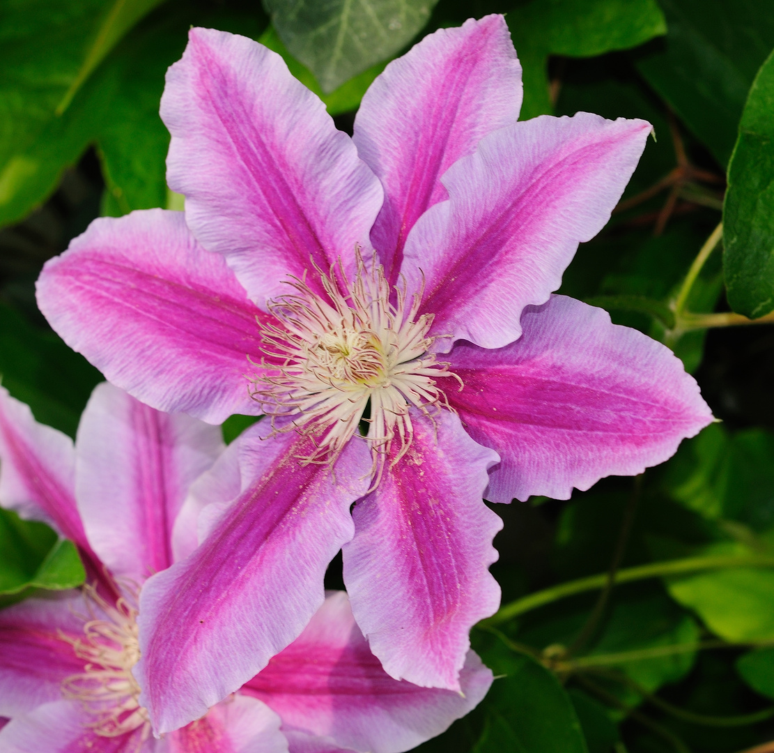 Clematis