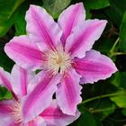 Clematis