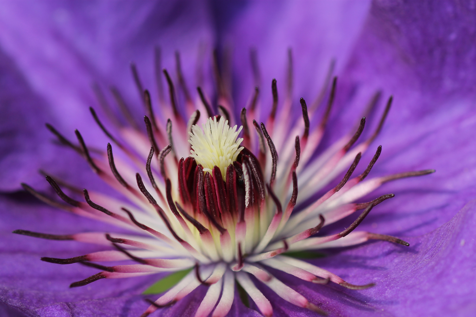 Clematis