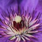 Clematis